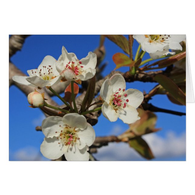Pear Blossoms (Front Horizontal)