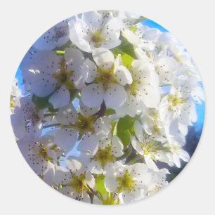  Pear Blossoms   Classic Round Sticker