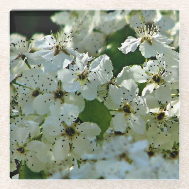 Pear Blossoms in bloom Glass Coaster (Front)