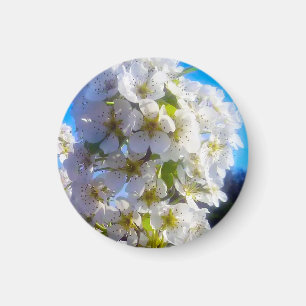 Pear Blossoms Magnet