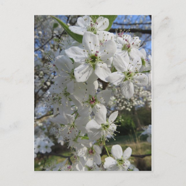 Pear Blossoms Postcard (Front)