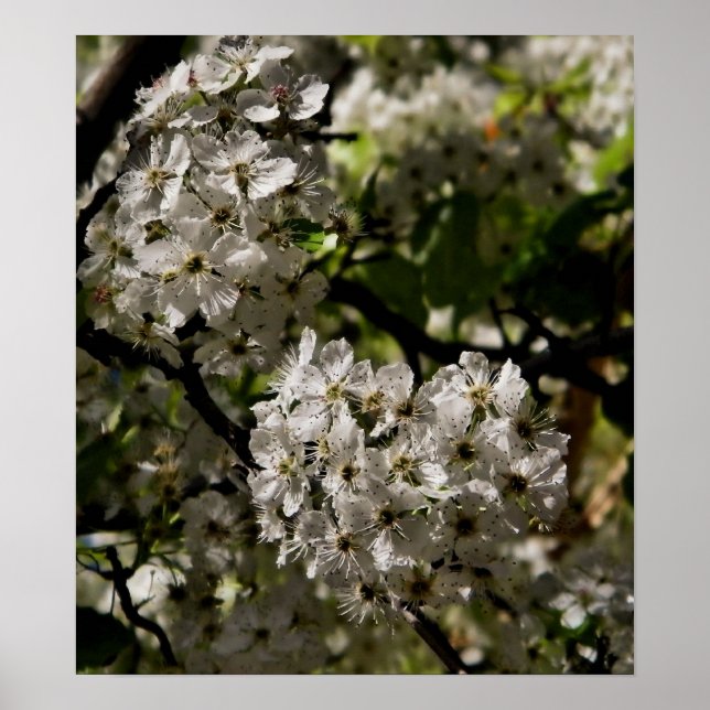 pear blossoms print (Front)