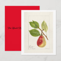 Pear Branch (Pyrus Communis)(1893) Small