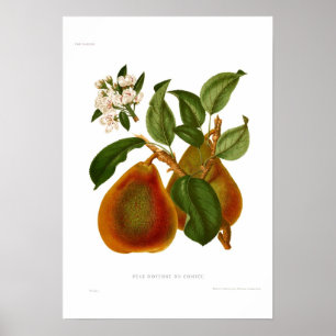 Pear Doyenne du Comice Poster