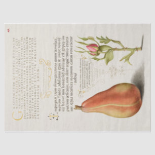 Pear French Rose Calligraphy Tissue Paper