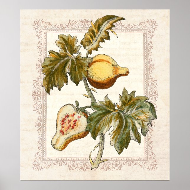 Pear Fruited Solanum Country Kitchen Decor (Front)