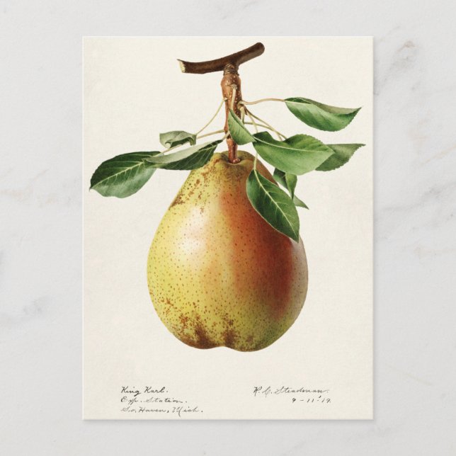 Pear (Pyrus Communis) Fruit Watercolor Painting Postcard (Front)