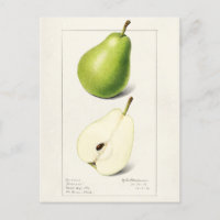Pear (Pyrus Communis) Fruit Watercolor Painting