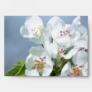 Pear tree blooming envelope