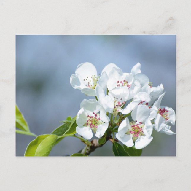 Pear tree blooming postcard (Front)