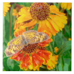 Pearl Crescent Butterfly on Sneezeweed Ceramic Tile