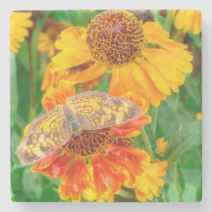 Pearl Crescent Butterfly on Sneezeweed Stone Coaster