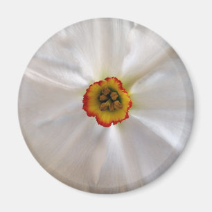 pearl white narcissus magnet