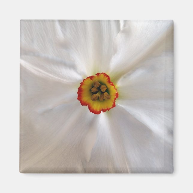 pearl white narcissus magnet (Front)