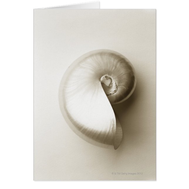 Pearlised nautilus sea shell 2 (Front)