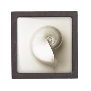 Pearlised nautilus sea shell 2 jewellery box