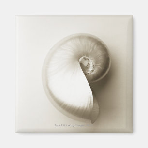 Pearlised nautilus sea shell 2 magnet