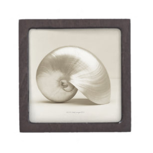 Pearlised nautilus sea shell keepsake box
