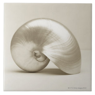 Pearlised nautilus sea shell tile