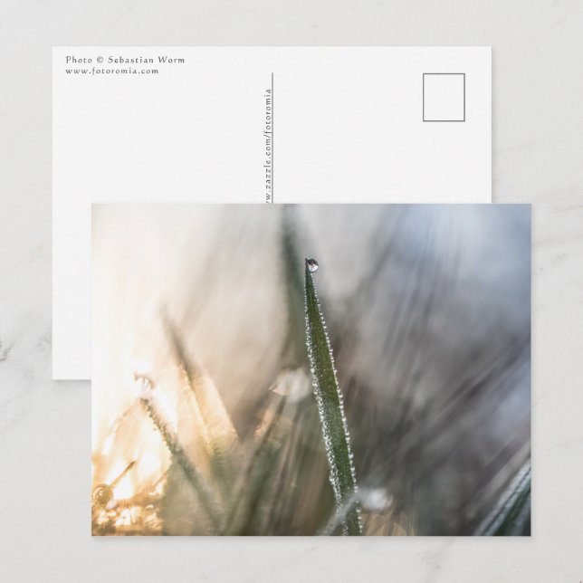 Pearls of Dew on Grass Postcard (Front/Back)