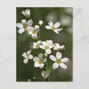 Pearls Of Nature Postcard