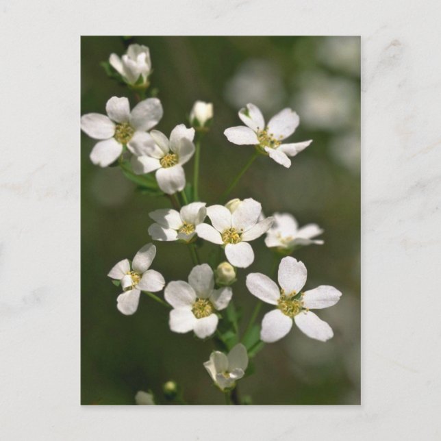 Pearls Of Nature Postcard (Front)