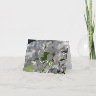 Pearly White Cherry Blossom Greeting Card 