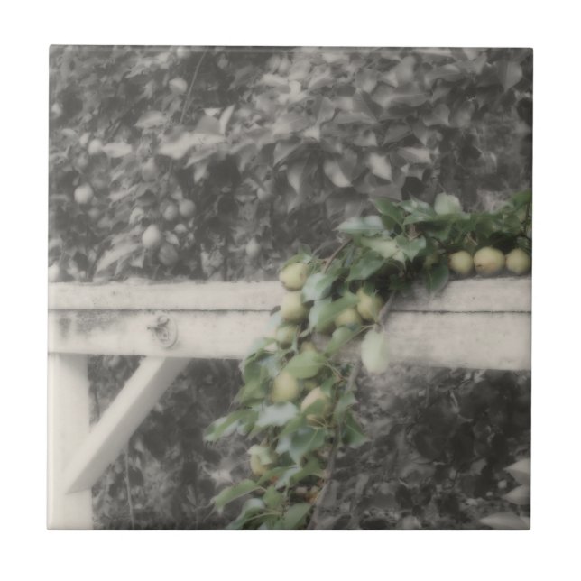 Pears And Hitching Post In Black And White Nature Ceramic Tile (Front)