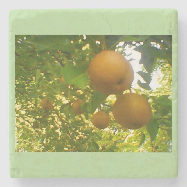 Pears in Bloom Stone Coaster (Front)