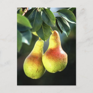Pears Postcard