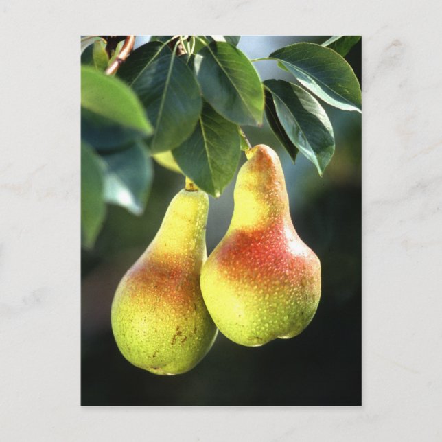 Pears Postcard (Front)
