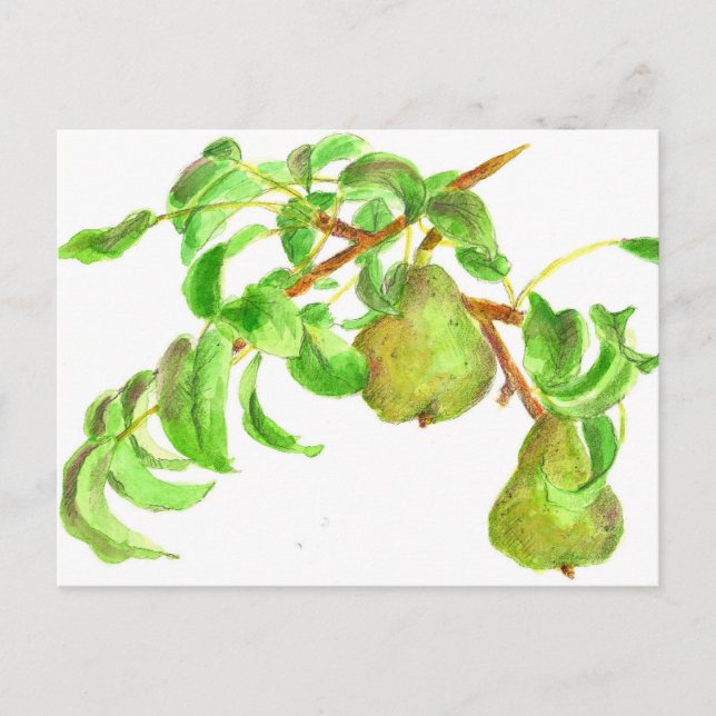 Pears Watercolor Summer Fruit Painting Postcard (Front)