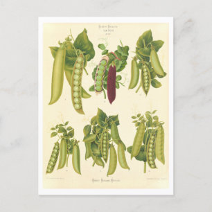 Peas Botanical Illustration from Seed Catalogue Postcard