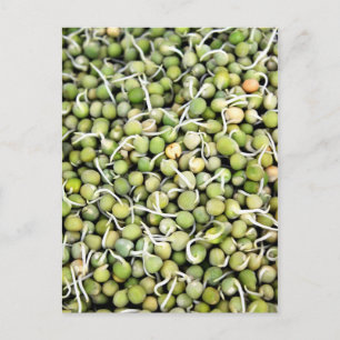 Peas Sprouts Postcard