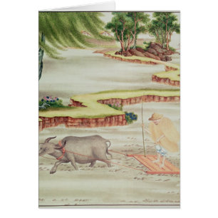 Peasant working in the paddy fields