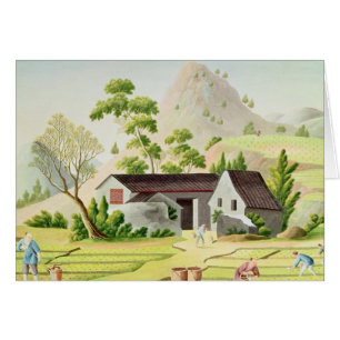 Peasants in the Paddy Fields