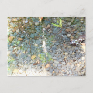 Pebbles in a Stream Postcard