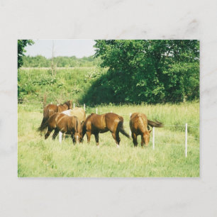 Pebbles, Lady, Sugar,Limited, and Gump Postcard