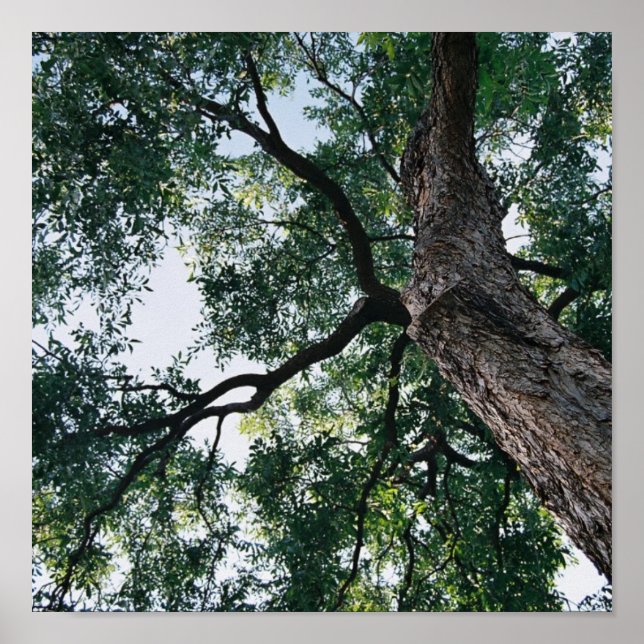 Pecan Poster (Front)