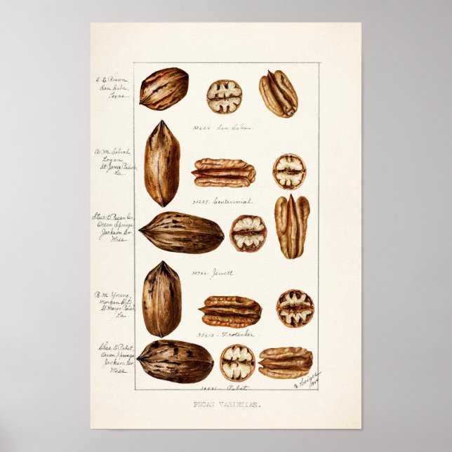 Pecans (Carya Illinoinensis) Watercolor Painting Poster (Front)