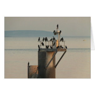 Pecking Order