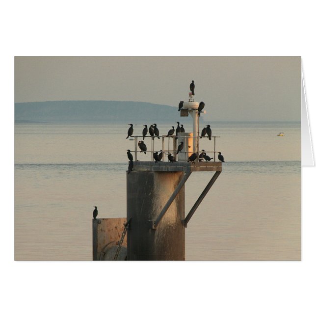 Pecking Order (Front Horizontal)