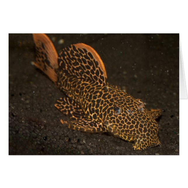 Peckoltia Compta (Front Horizontal)