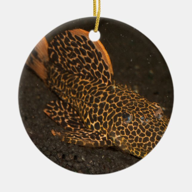 Peckoltia Compta Ceramic Tree Decoration (Front)