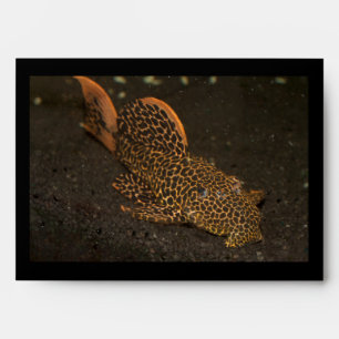 Peckoltia Compta Envelopes