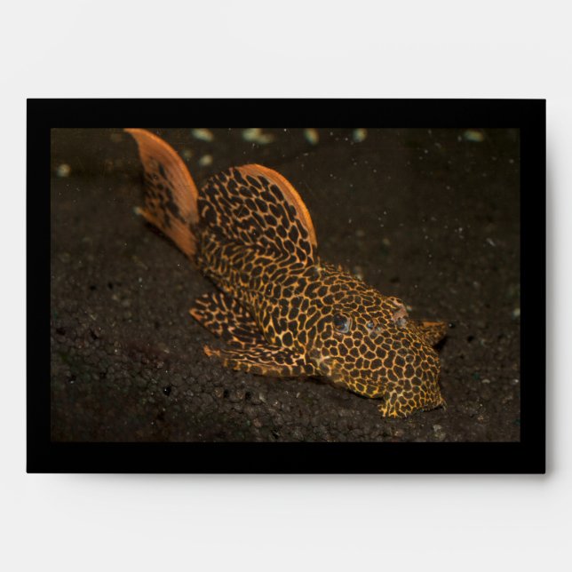 Peckoltia Compta Envelopes (Front)