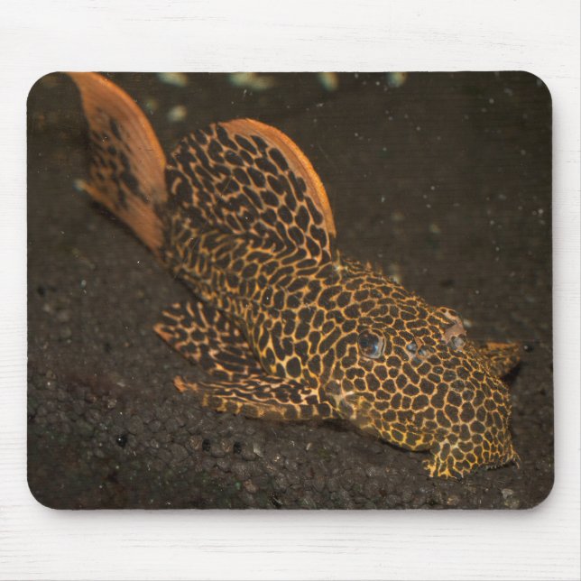 Peckoltia Compta Mouse Pad (Front)