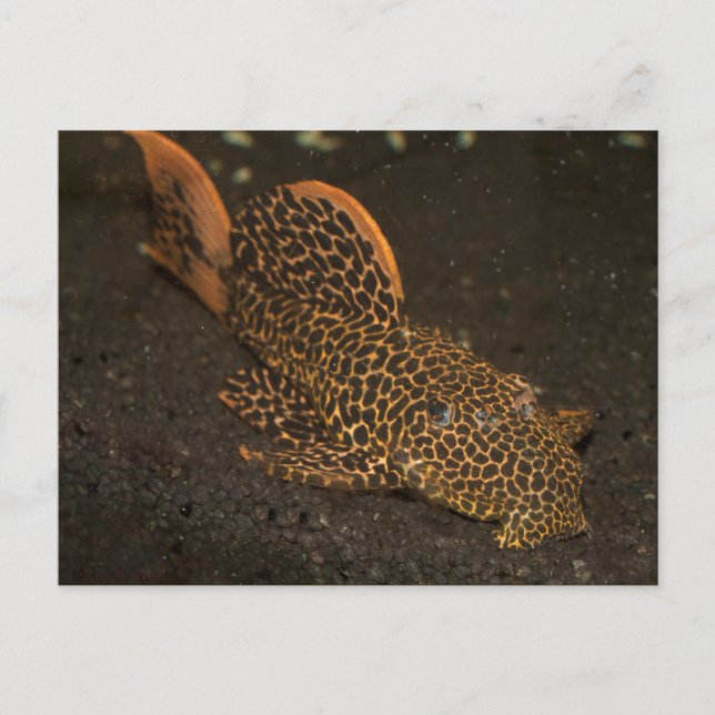 Peckoltia Compta Postcard (Front)