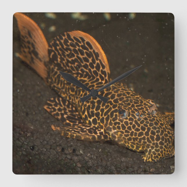 Peckoltia Compta Square Wall Clock (Front)