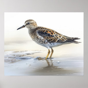 Pectoral Sandpiper Bird Art Print Poster